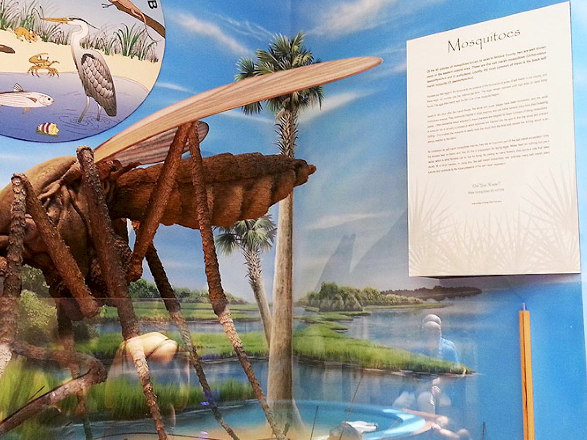 An exhibit displays a large, detailed model of a mosquito against a backdrop of a wetland scene with information provided on a nearby placard.