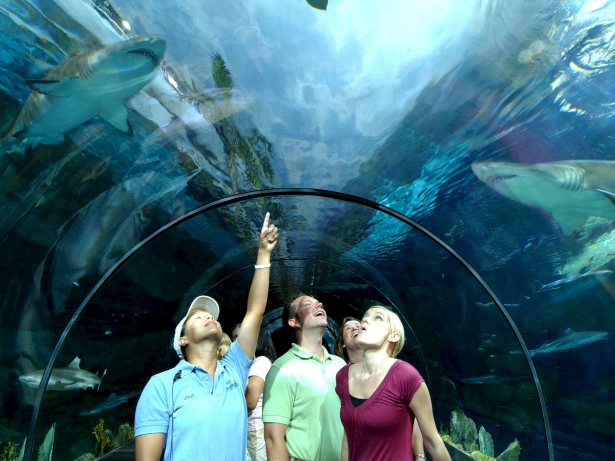 A group of people is in an underwater tunnel at an aquarium, looking up and observing a large shark swimming above them in the tank.